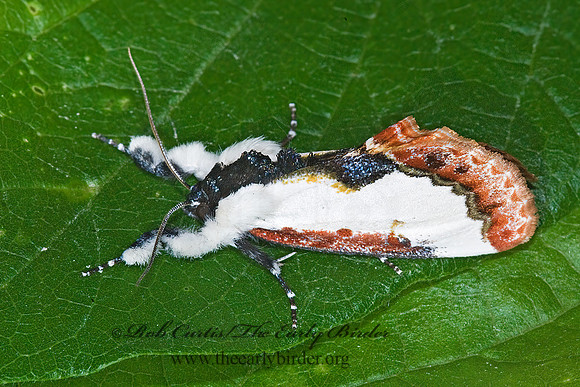 Eudryas unio PEARLY-WOOD NYMPH 7003468z