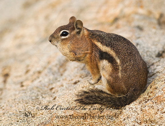 Callospermophilus lateralis  GOLDEN MANTLED SQUIRREL 6027393z