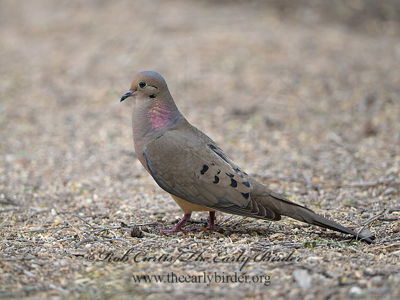 Zenaida macroura  MOURNING DOVE 9056840z