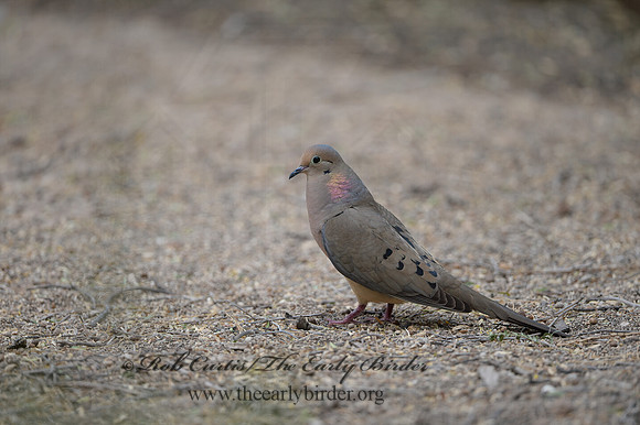Zenaida macroura  MOURNING DOVE 9056839z