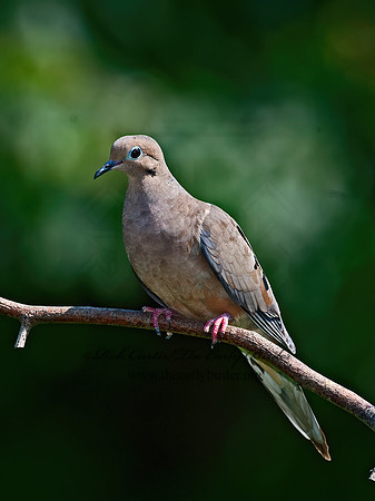 Zenaida macroura  MOURNING DOVE 8033236z