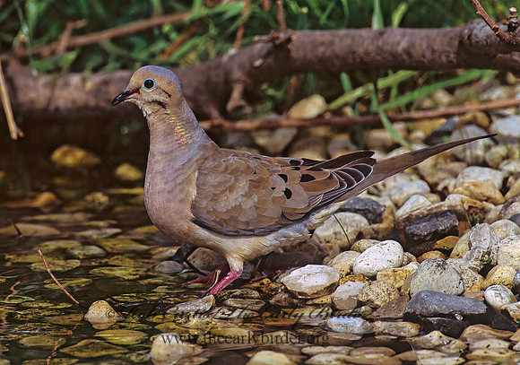 Zenaida macroura  MOURNING DOVE 293235z