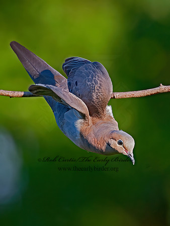 Zenaida macroura  MOURNING DOVE 8033239z