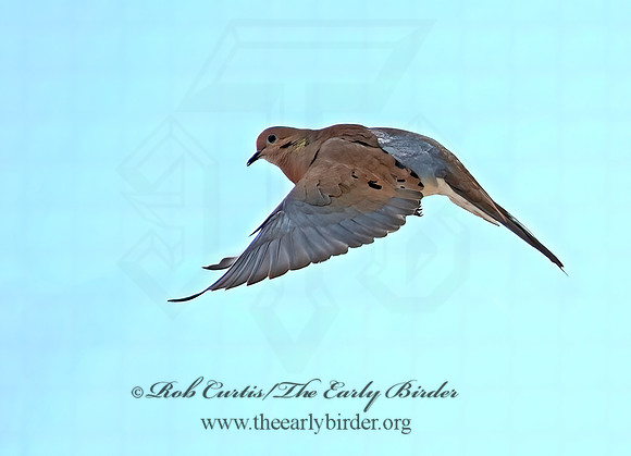 Zenaida macroura  MOURNING DOVE 8029866z