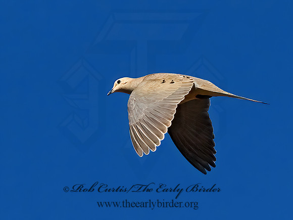 Zenaida macroura  MOURNING DOVE 6021491z