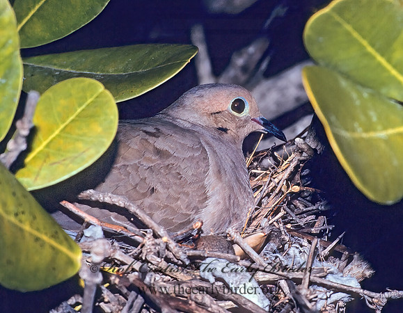 Zenaida macroura  MOURNING DOVE 18524z