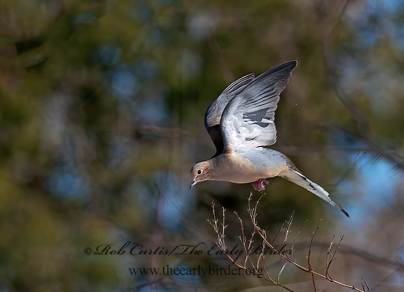 Zenaida macroura  MOURNING DOVE 8030333z