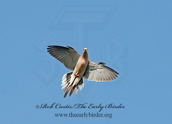 Zenaida macroura  MOURNING DOVE 8022139z