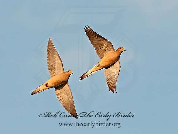 Zenaida macroura  MOURNING DOVE 8031827z
