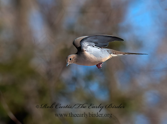 Zenaida macroura  MOURNING DOVE 8030332z