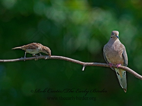 Zenaida macroura  MOURNING DOVE 8033237z