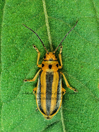 Trirhabda virgata 178107z