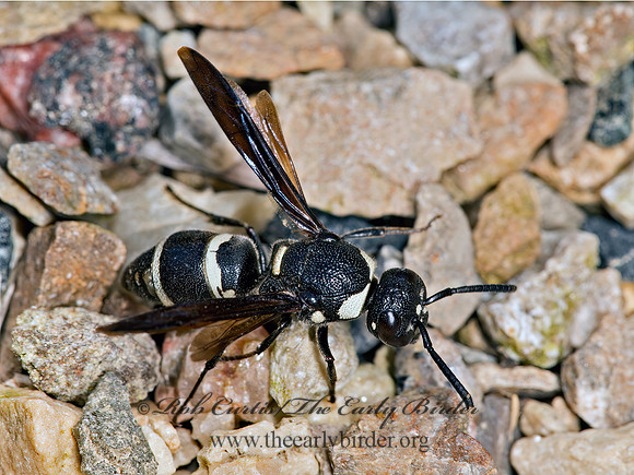Euodynerus megaera  MASON WASP 9061753z