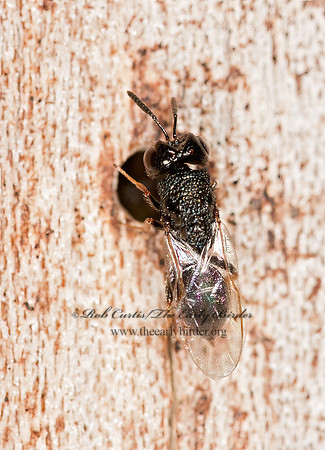 Steffanolampus salicetum  PERILAMPID WASP 3015735z