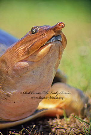 Apalone ferox  FLORIDA SOFTSHELL TURTLE 20325 z