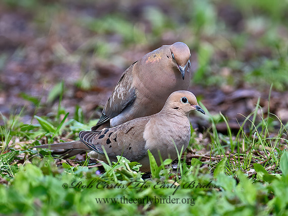 Zenaida macroura  MOURNING DOVE 9066245z