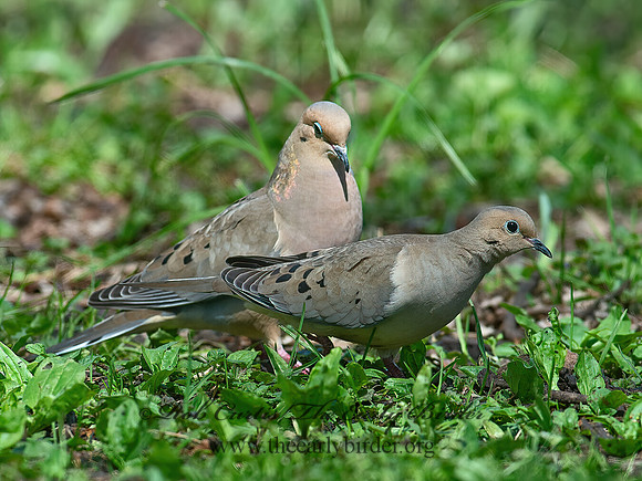 Zenaida macroura  MOURNING DOVE 9066247z