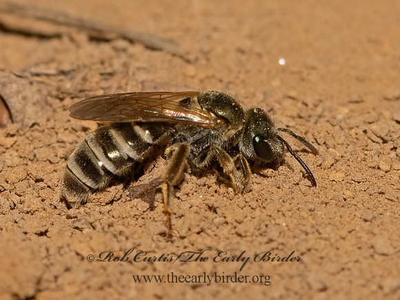 Halictus confusus  CONFUSING METALLIC-FURROW BEE 3026168 z