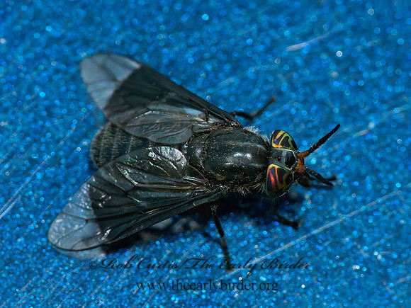Chrysops niger  DEER FLY 3014066z