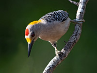 Melanerpes aurifrons  GOLDEN-FRONTED WOODPECKER 3032787z