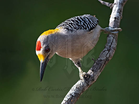 Melanerpes aurifrons  GOLDEN-FRONTED WOODPECKER 3032787z