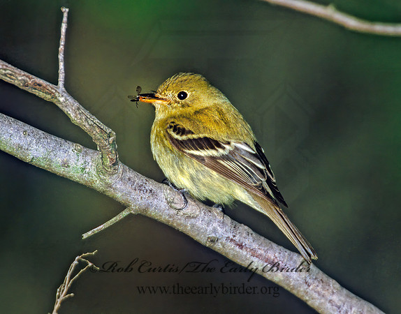 Empidonax flaviventris  YELLOW-BELLIED FLYCATCHER 289422z