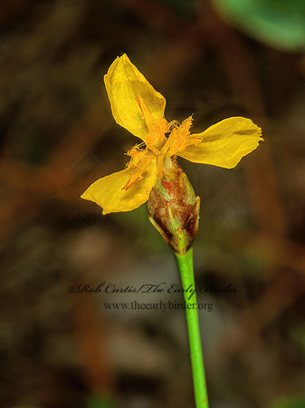 Xyris  YELLOW EYED GRASS 262412z