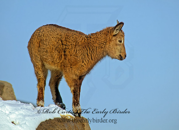 Capra ibex sibirica  SIBERIAN IBEX 100309z