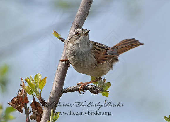 Melospiza georgiana  SWAMP SPARROW 9043005z