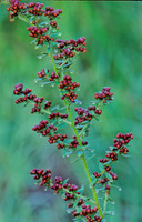 Lechea mucronata  HAIRY PINWEED 263023z
