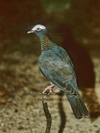 Columba leucocephala  WHITE-CROWNED PIGEON 252124z