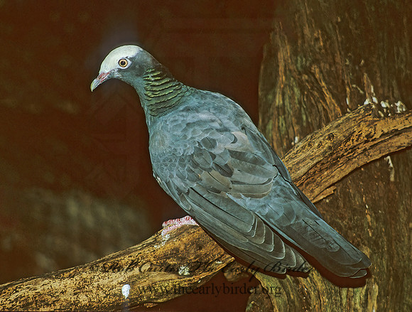 Columba leucocephala  WHITE-CROWNED PIGEON 252117`z