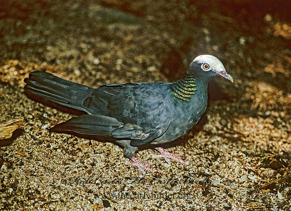 Columba leucocephala  WHITE-CROWNED PIGEON 252123z
