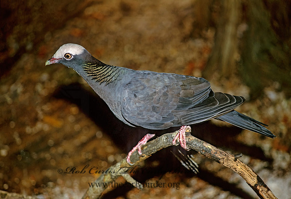 Columba leucocephala  WHITE-CROWNED PIGEON 252127z