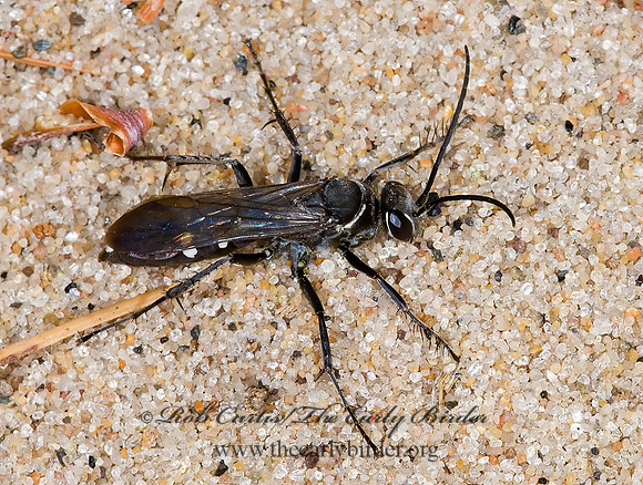 Episyron quinquenotatus  POMPILINI SPIDER WASP 7015242z