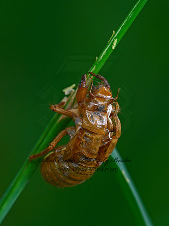 Magicicada septendecim  17-YEAR CICADA 3020982z