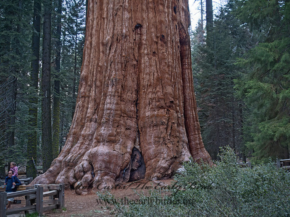 Sequoiadendron giganteum  GIANT SEQUOIA 9058143z