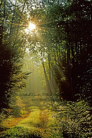 Eagle River  SUNLIT FOREST 1285127z