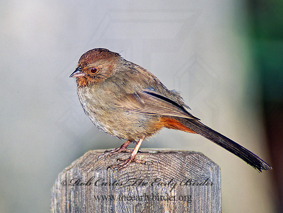Melozone crissalis  CALIFORNIA TOWHEE 105728z