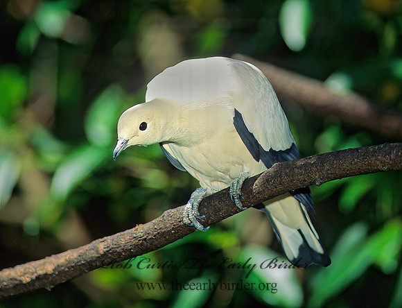 Ducula bicolor  PIED IMPERIAL PIGEON 126709z