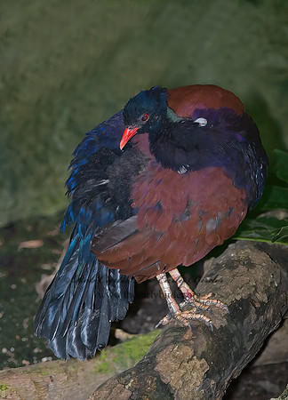 Otidiphaps nobilis  PHEASANT PIGEON 6018359z