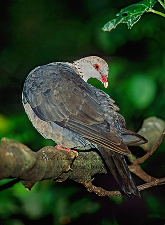 Columba leucomela  WHITE-HEADED PIGEON 126124z
