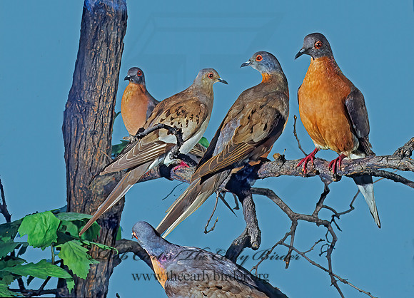 Ectopistes migratorius  PASSENGER PIGEON 84222z