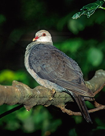 Columba leucomela  WHITE-HEADED PIGEON 126130z