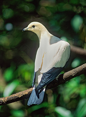 Ducula bicolor  PIED IMPERIAL PIGEON 126710z
