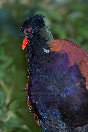 Otidiphaps nobilis  PHEASANT PIGEON 6018345z