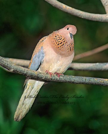 Streptopelia senegalensis  LAUGHING DOVE 126120z