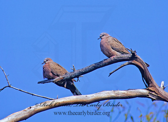 Streptopelia chinensis  SPOTTED DOVE 128230z