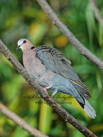 Streptopelia semitorquata  RED-EYED DOVE 126121z