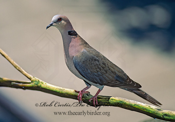 Streptopelia semitorquata  RED-EYED DOVE 126220z